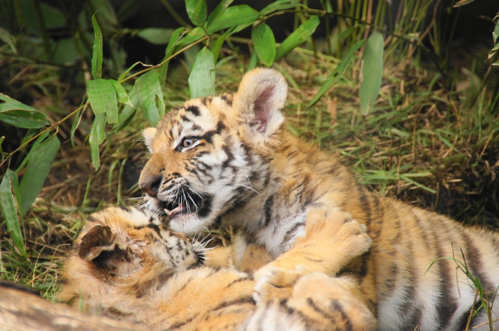 tigerbaby3