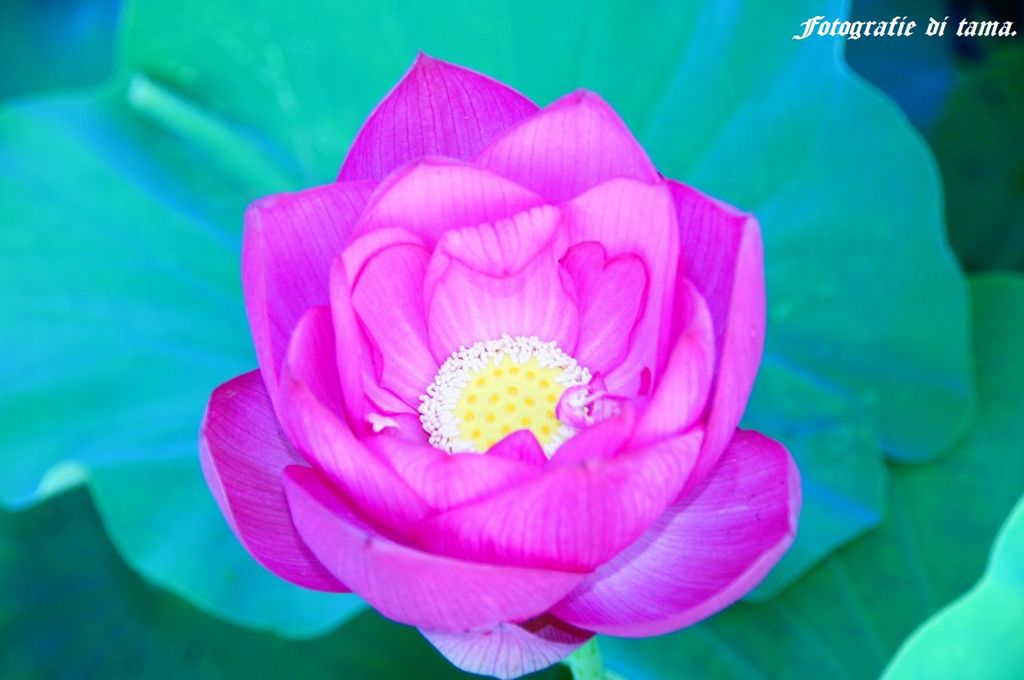 森川花ハス園14