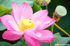 森川花ハス園06