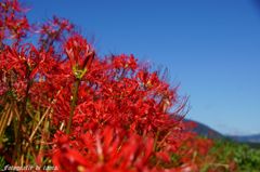 彼岸花・津屋川10