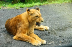 lion2