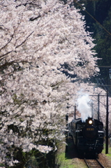 桜のトンネル