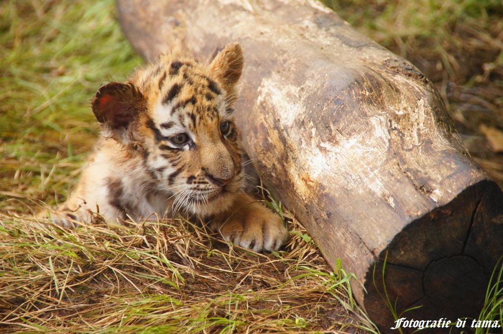 tigerbaby2