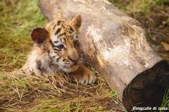 tigerbaby2