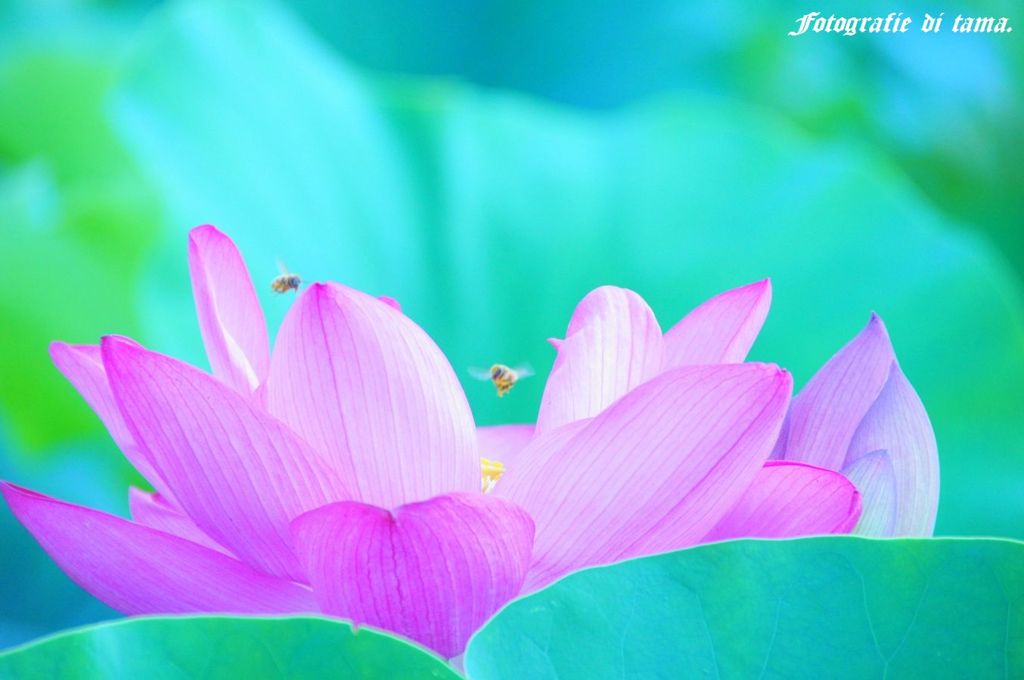 森川花ハス園01