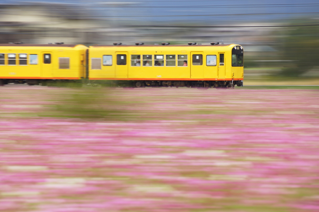 ナローが秋のカーペットを行く