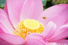 森川花ハス園04