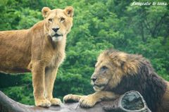 lion1