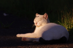 まぶしさに立ち向かう猫