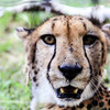 cheetahくん