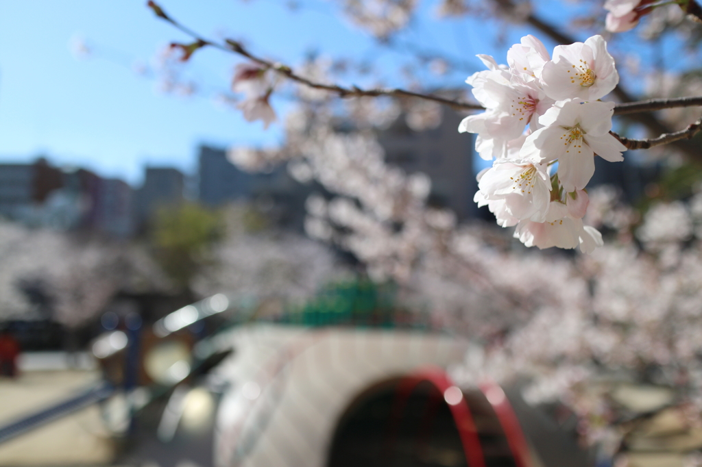 sakura