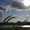 荒川からこんにちわ
