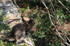 猫、気になる。