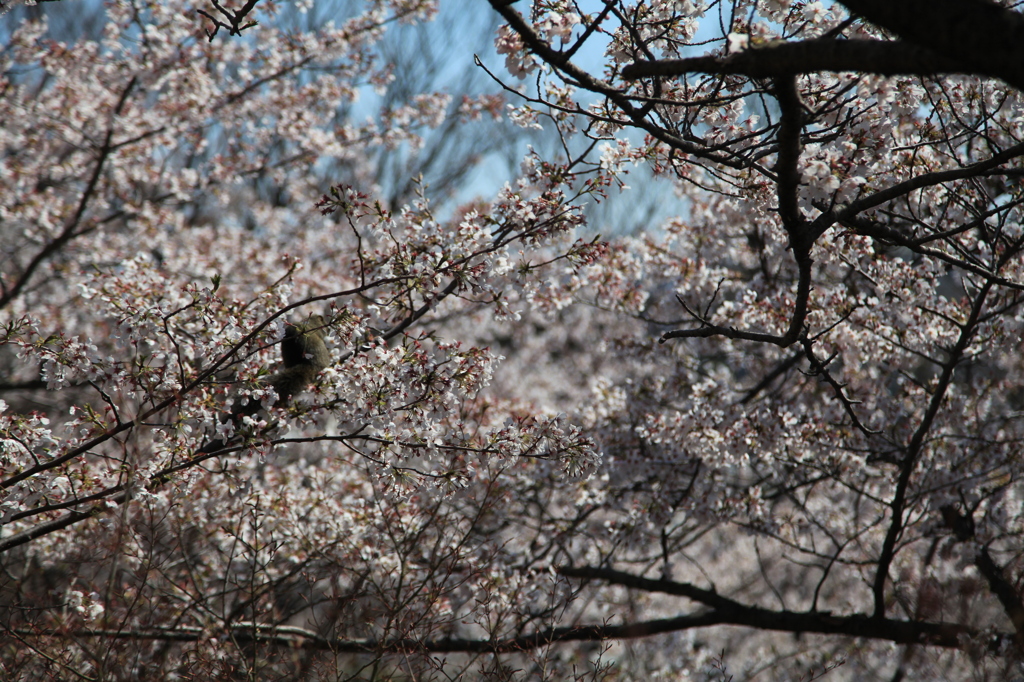 桜を食べる！？