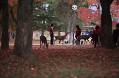 秋色奈良公園