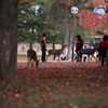 秋色奈良公園