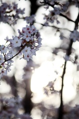 太陽に吠えてる