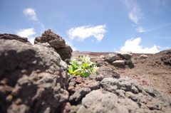 Alpine plant