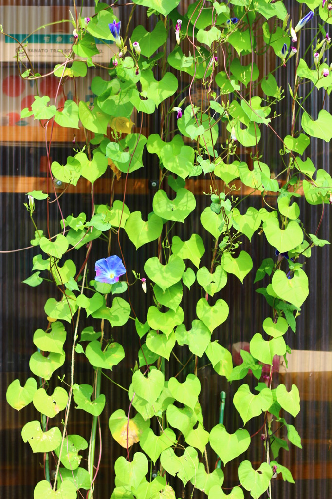 ハートがいっぱい♩