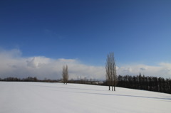 雪原のポプラ