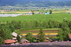 富良野の夏