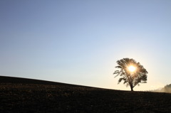 Sun rising in the tree