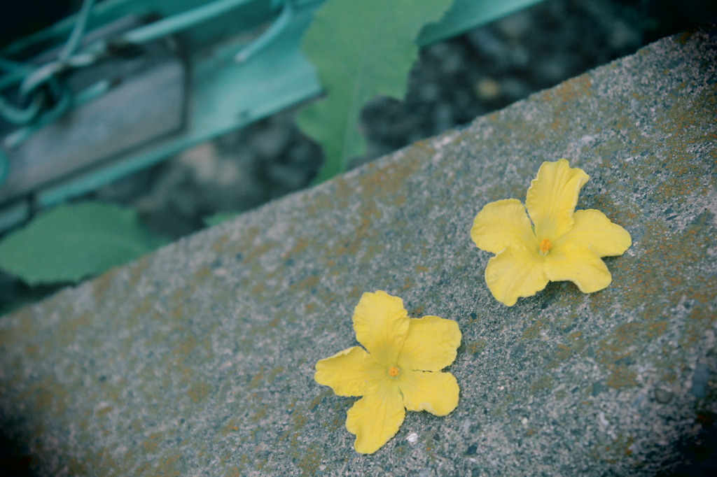 ゴーヤの花