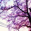 桜～下北沢にて～
