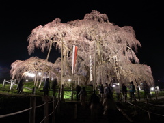 ふくしまのさくら