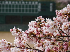 球場のさくら