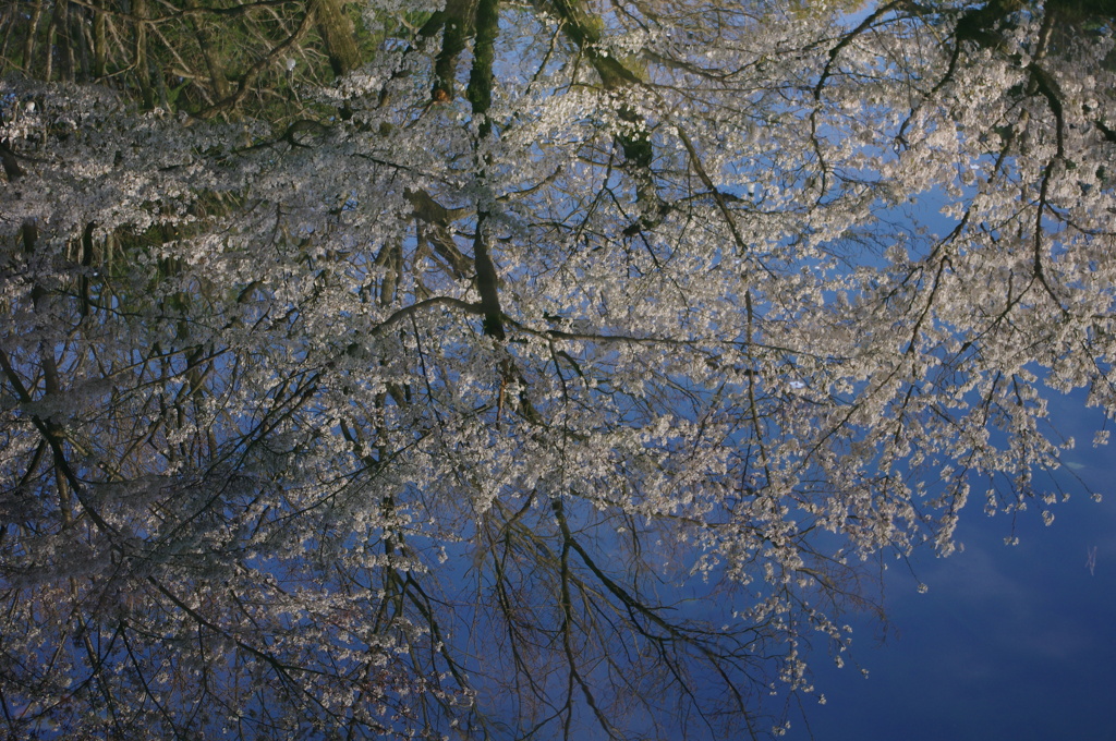桜鏡