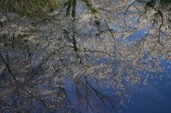 桜鏡