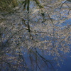 桜鏡