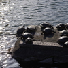 会合