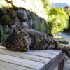 おひるねこ