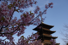 添え物
