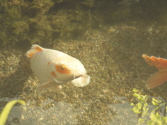 P1000106