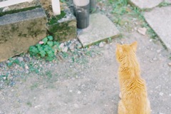 野良