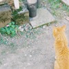 野良