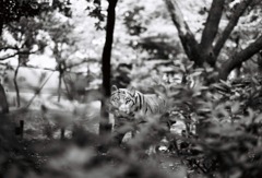 ジャングルなう