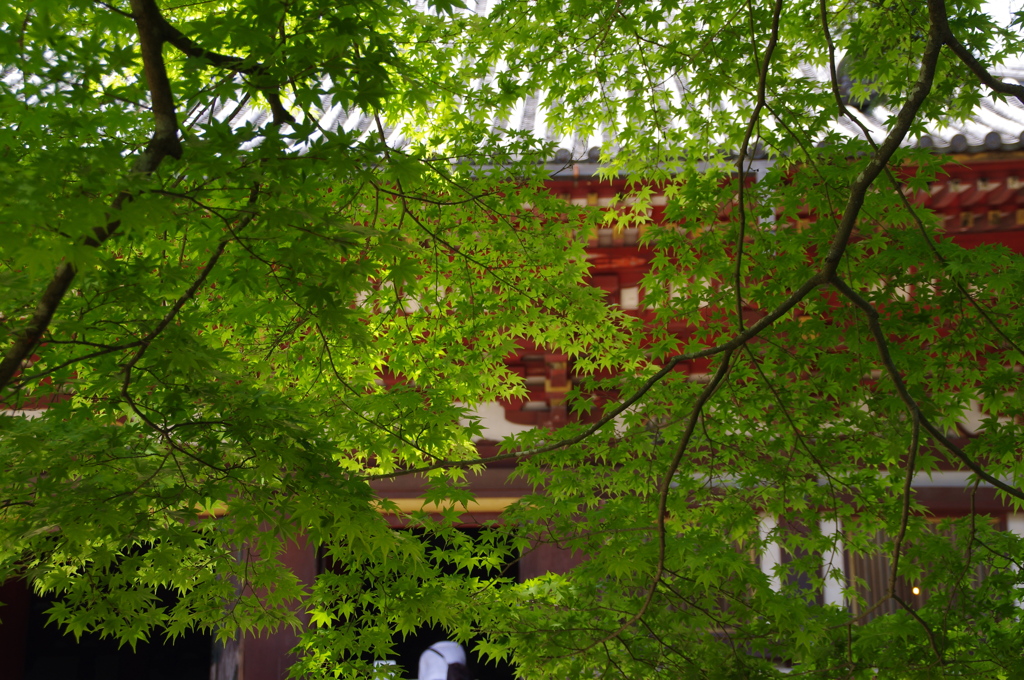 緑と朱色