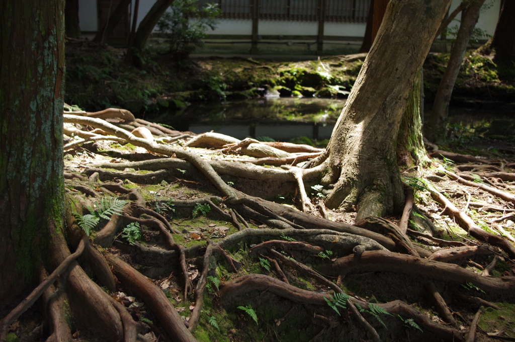シシ神さま入られました～