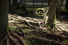 シシ神さま入られました～