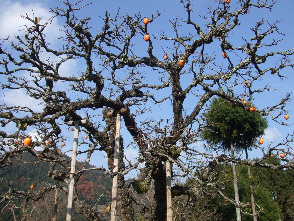 柿食う空