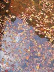 秋の楽しみ！！