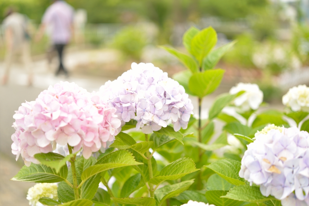 紫陽花のある風景