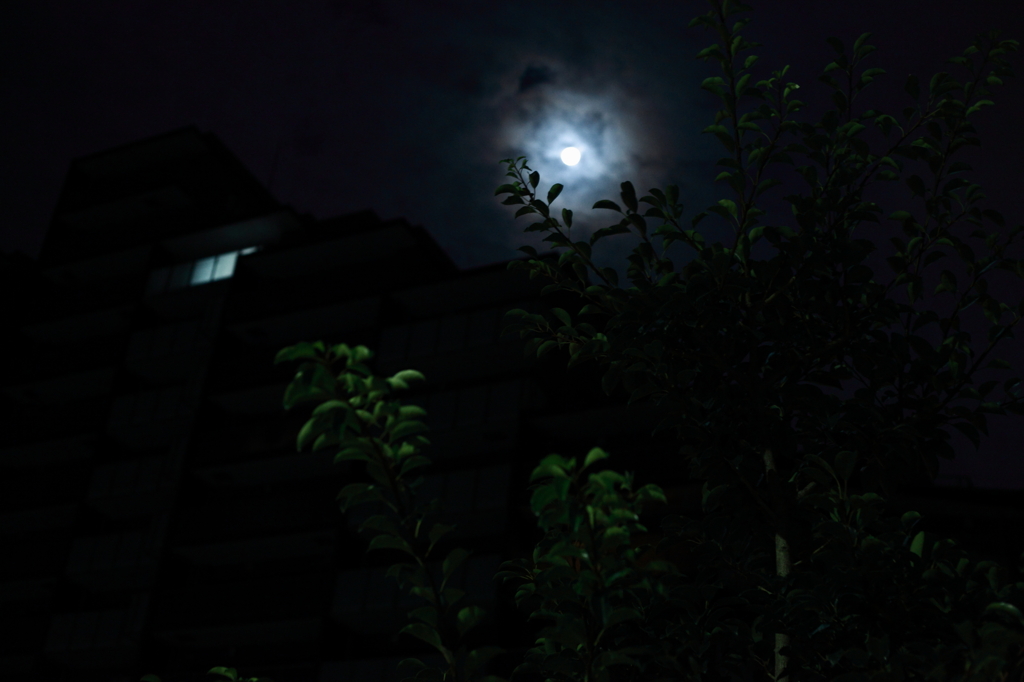 真夏の夜の夢