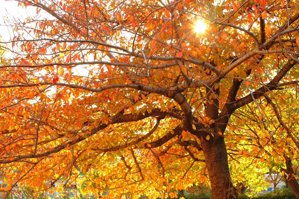 黄金色の紅葉