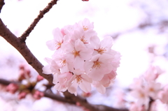 5分咲きの桜