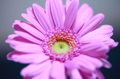 Gerbera